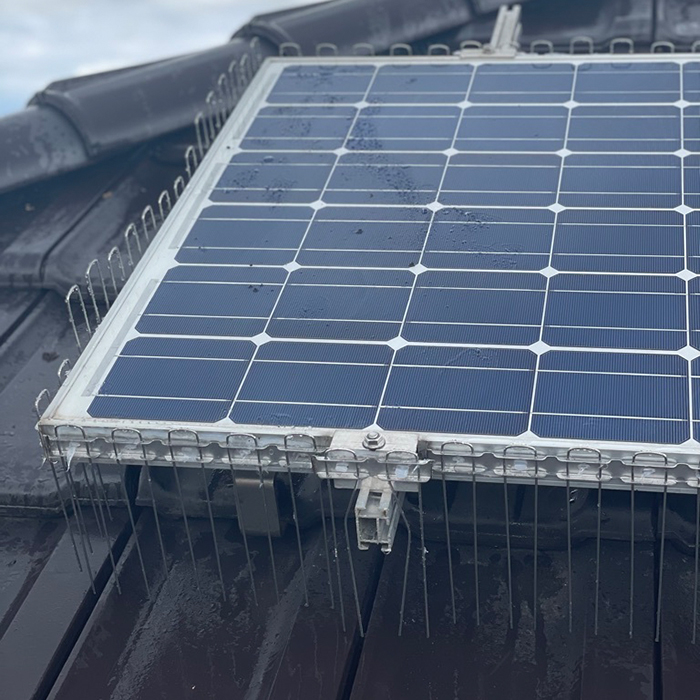 Taubenabwehr Solaranlage